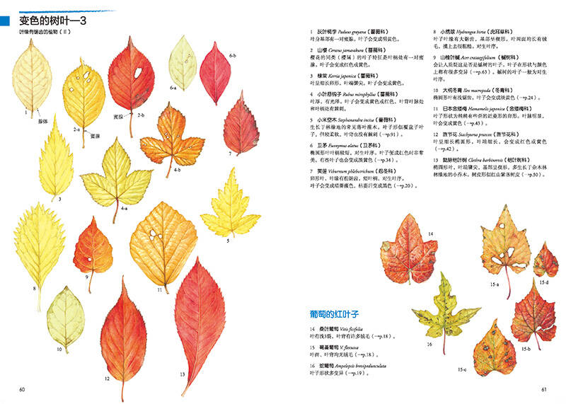原野漫步:250种植物果实与红叶的手绘自然笔记