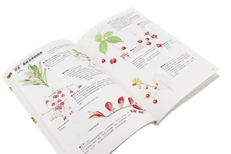 原野漫步:250种植物果实与红叶的手绘自然笔记