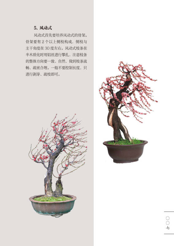 红梅老桩盆景养殖方法图片