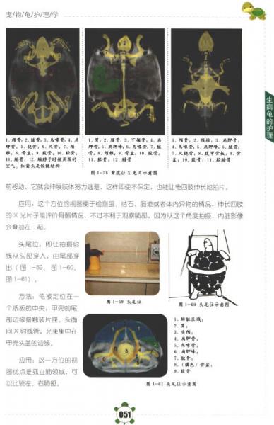 宠物龟护理与疾病