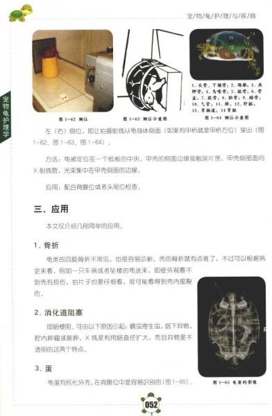 宠物龟护理与疾病