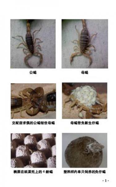蝎子无冬眠养殖技术
