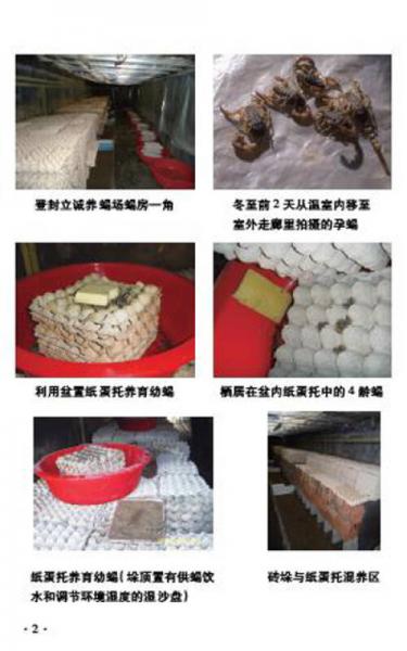 蝎子无冬眠养殖技术