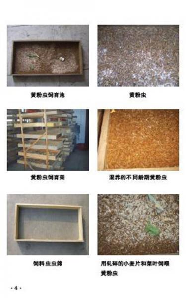 蝎子无冬眠养殖技术