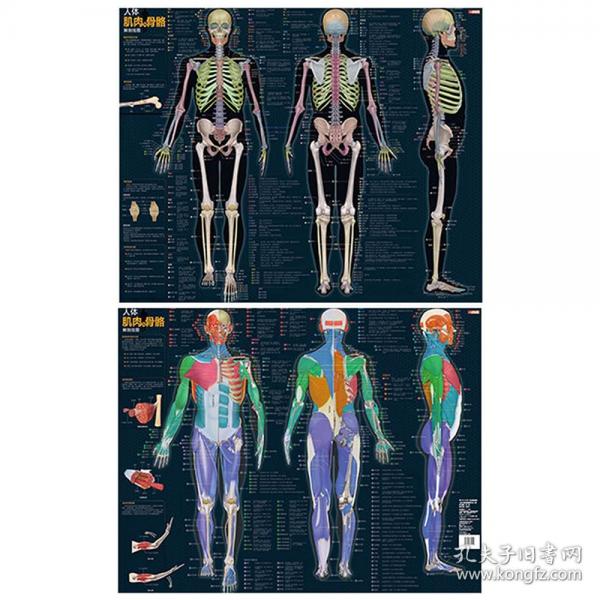 人體肌肉與骨骼解剖掛圖