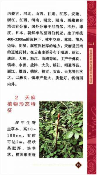 云南名特药材鉴别与服用丛书：天麻