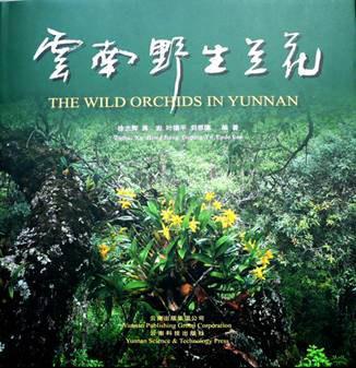 云南野生蘭花