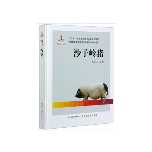 沙子嶺豬