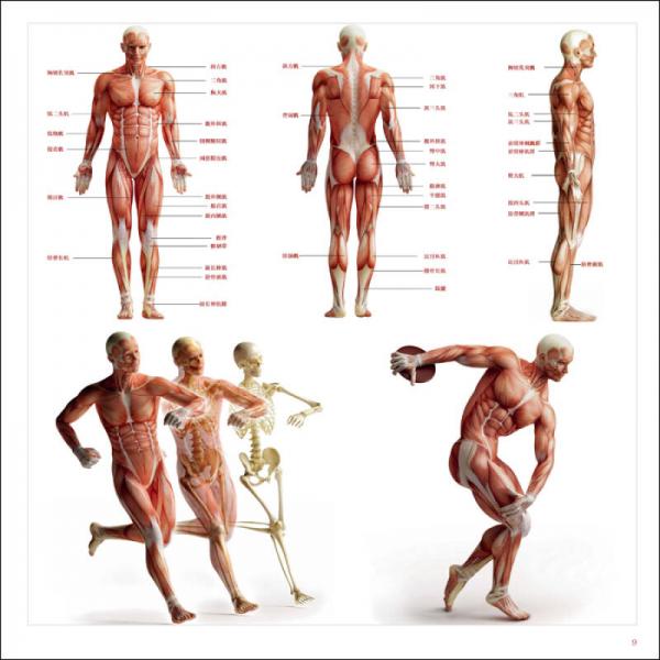 美术大讲堂人物速写临摹范本