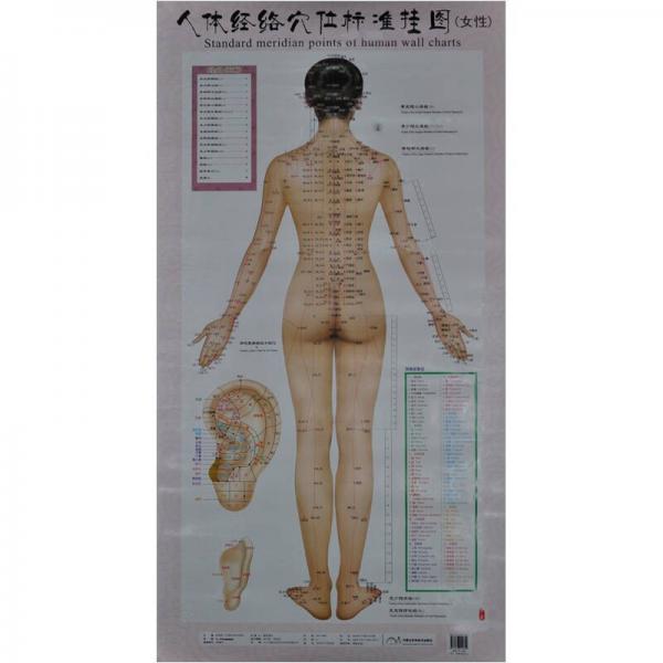 人體經(jīng)絡穴位標準掛圖（女性）