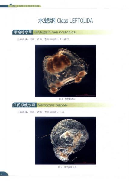 中国近海常见浮游动物图集