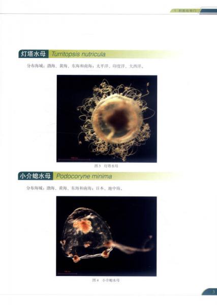 中国近海常见浮游动物图集