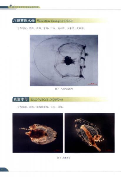 中国近海常见浮游动物图集
