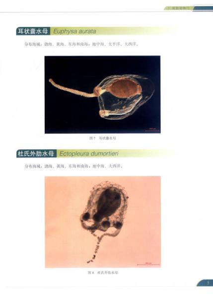 中国近海常见浮游动物图集