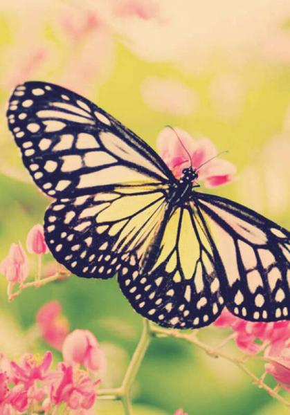 最美人间四月天