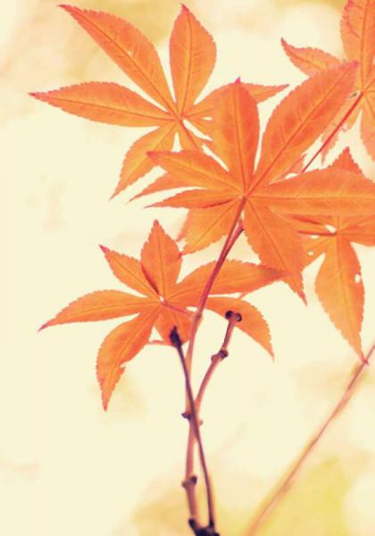 最美人间四月天