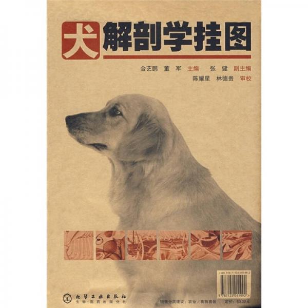 犬解剖学挂图