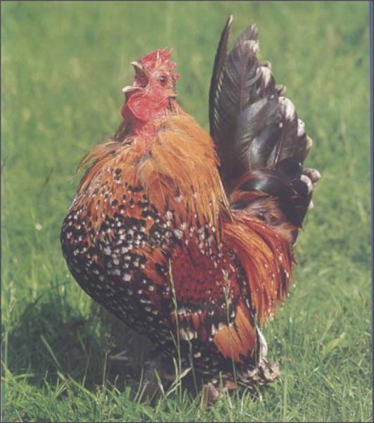 孩子们最想知道什么·奶牛是怎么产奶的？：趣味横生的农场知识