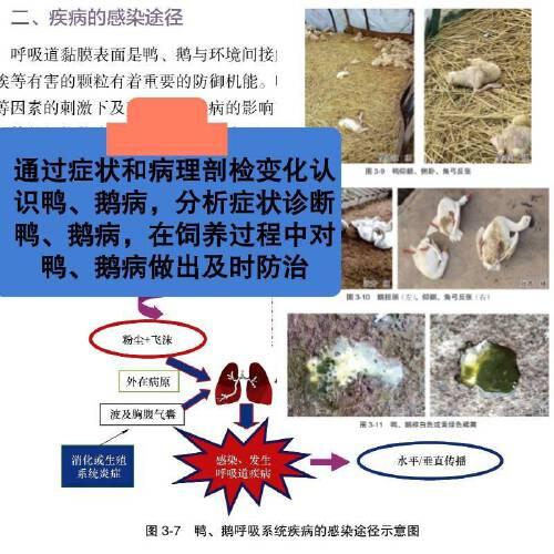 鸭鹅病鉴别诊断图谱与安全用药