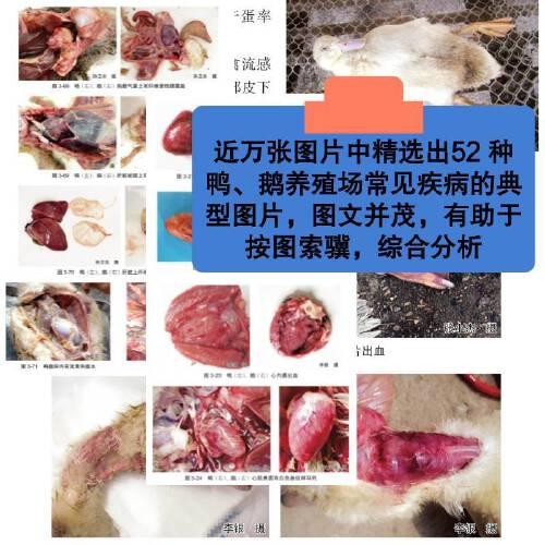 鸭鹅病鉴别诊断图谱与安全用药