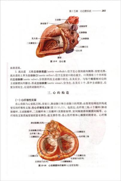 人体解剖学与组织胚胎学