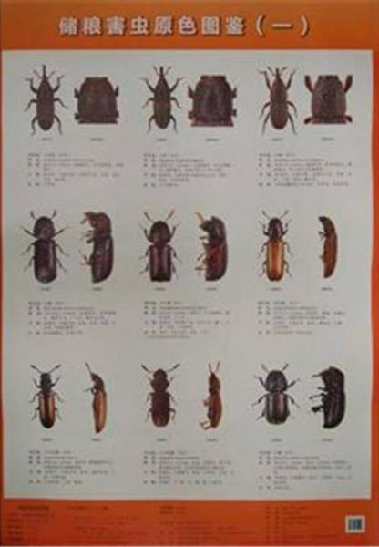 儲(chǔ)糧害蟲原色圖鑒