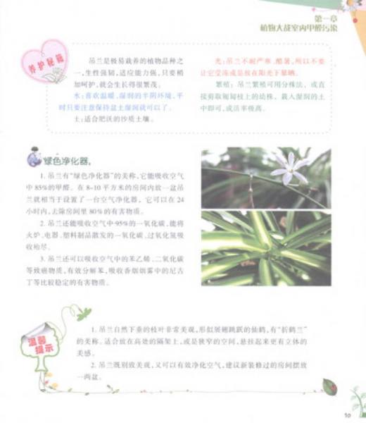 超给力的室内空气净化植物