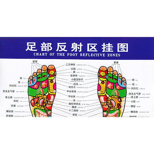 足部反射区挂图