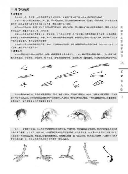 新编养心斋描摹画谱 工笔花鸟（3）
