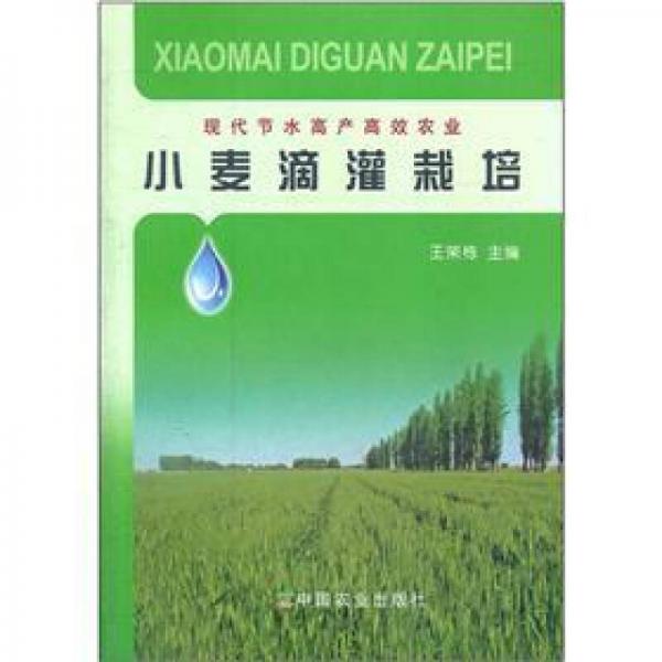 小麥滴灌栽培