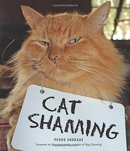 Cat Shaming