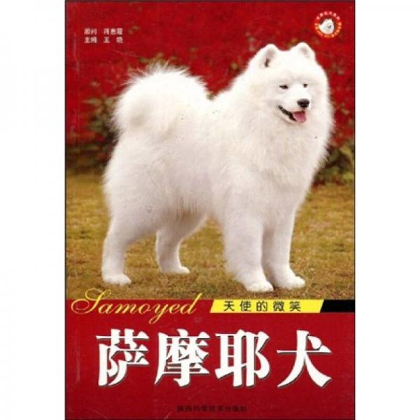 天使的微笑：萨摩耶犬