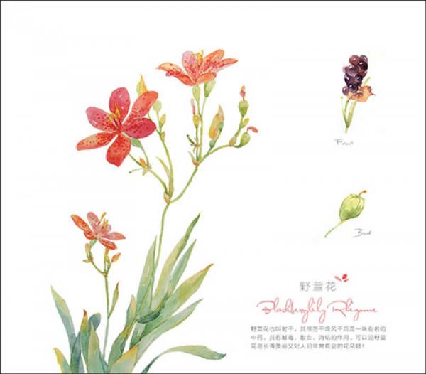 水彩花之绘