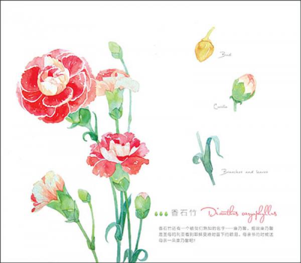 水彩花之绘