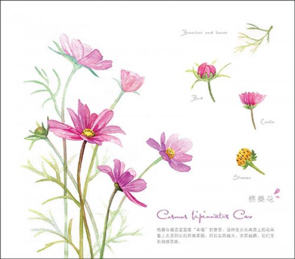 水彩花之绘