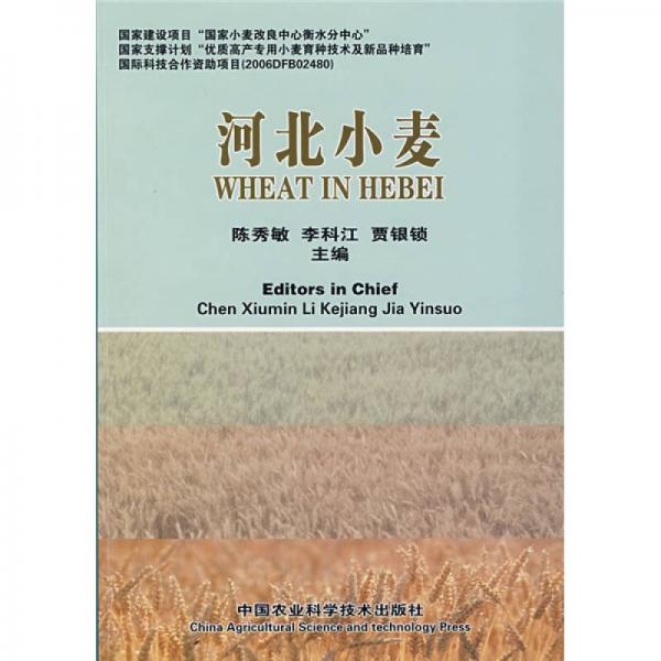 河北小麥