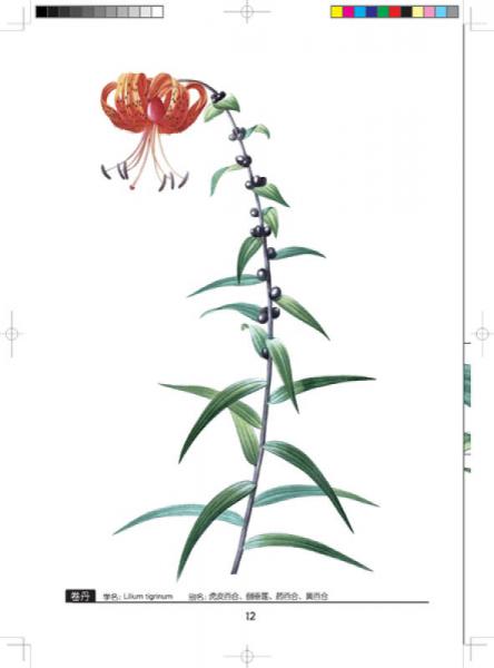 雷杜德百合全鉴