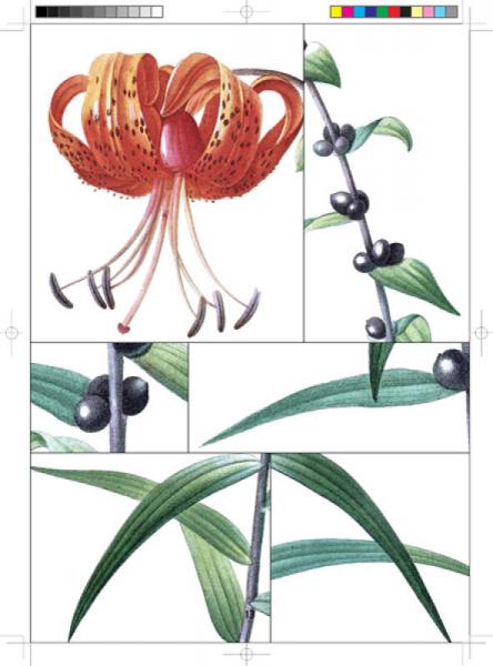 雷杜德百合全鉴