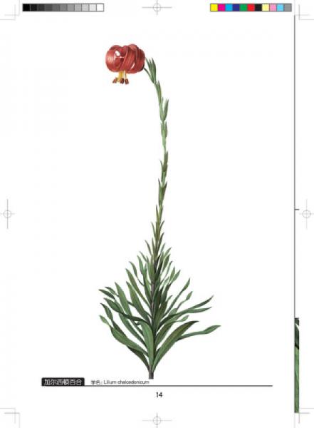 雷杜德百合全鉴