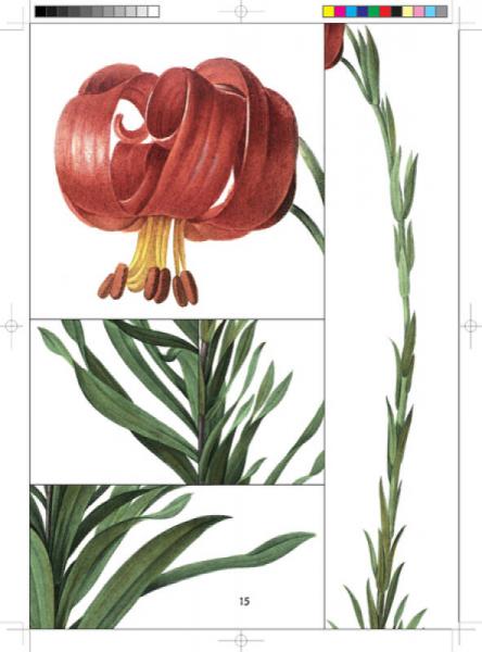 雷杜德百合全鉴