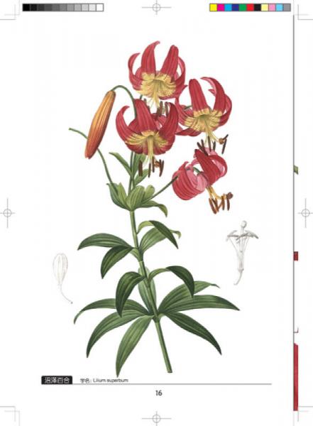 雷杜德百合全鉴