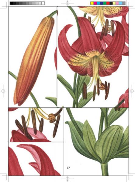 雷杜德百合全鉴