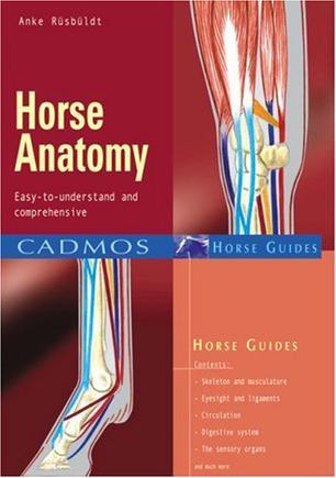 Horse Anatomy