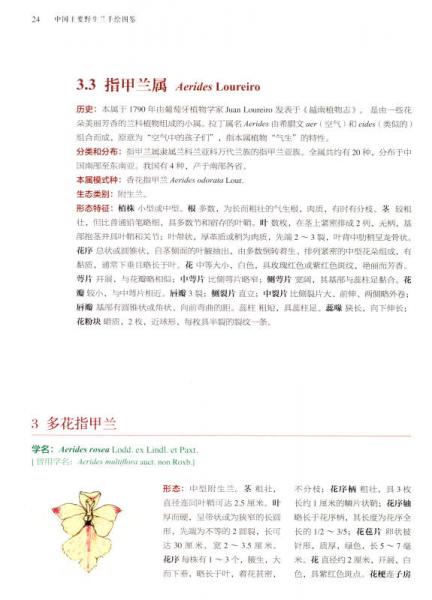 中国主要野生兰手绘图鉴