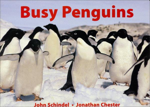 Busy Penguins[忙碌的企鵝]