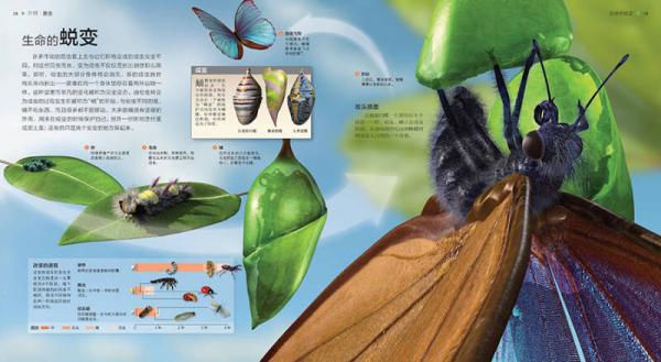 UTOP权威探秘百科·虫子