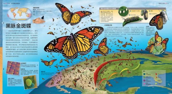 UTOP权威探秘百科·虫子