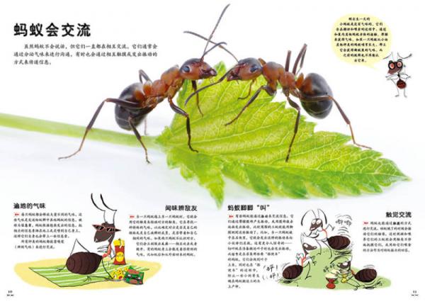 千千万万只蚂蚁