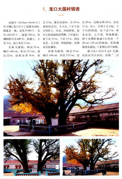 山东古树名木志 第二卷