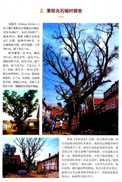 山东古树名木志 第二卷